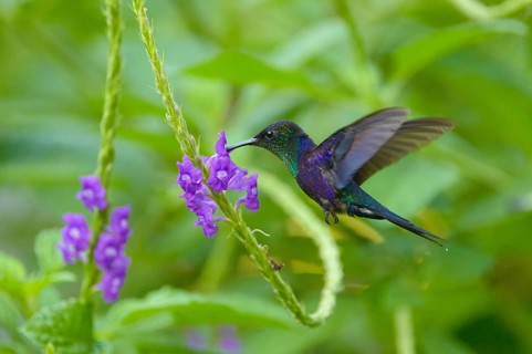 Violet-crowned Woodnymph (Thalurania colombica)