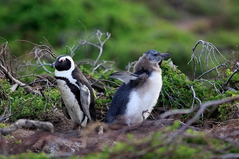 Jackass Penguins or African Penguins (Spheniscus demersus)