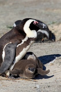 African Penguin (Spheniscus demersus)