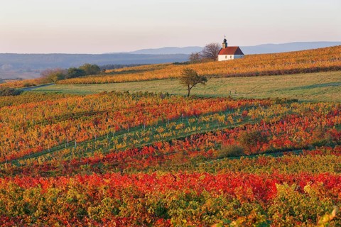 Autumnal vineyards