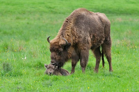 European Bison (Bison bonasus)
