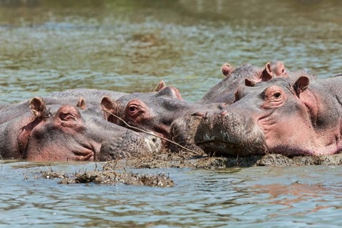 Hippos (Hippopotamus amphibius)