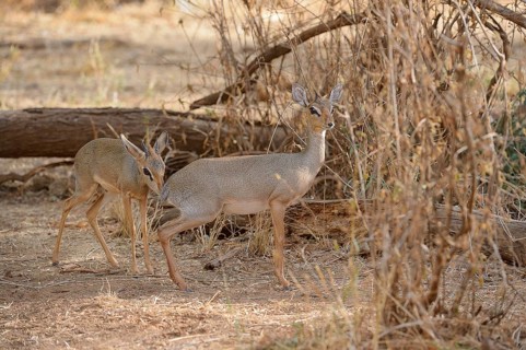 Kirk's Dik (Madoqua kirkii)