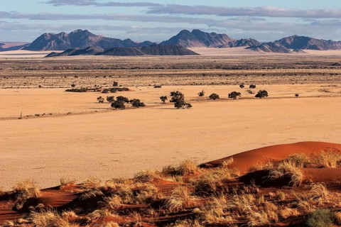 View from Elim Dune onto grass steppe and Camel thorn trees (Vachellia erioloba) at Sesriem Camp