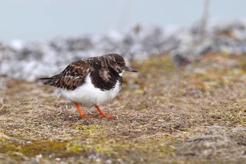 Ruddy Turnstone (Arenaria interpres) standing on mossy ground