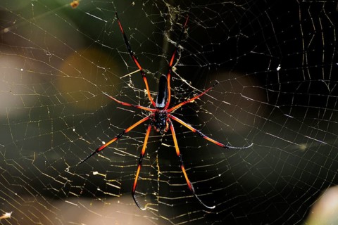 Red-legged golden orb-web spider (Nephila inaurata)