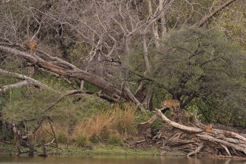 Young wild Bengal Tiger cubs (Panthera tigris tigris) climbing trees at the edge of a lake in the forest