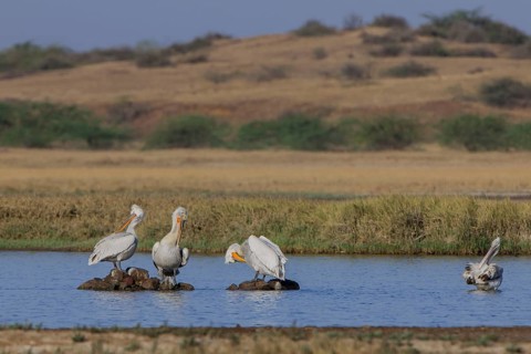 Dalmatian Pelican (Pelecanus crispus)