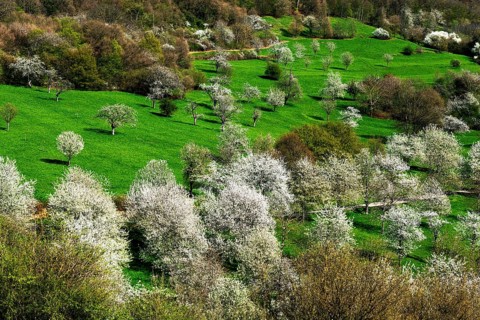 Cherry blossom