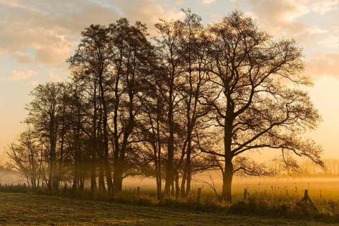 Black Alder trees (Alnus glutinosa) in the early morning