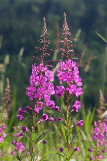 Fireweed (Epilobium angustifolium