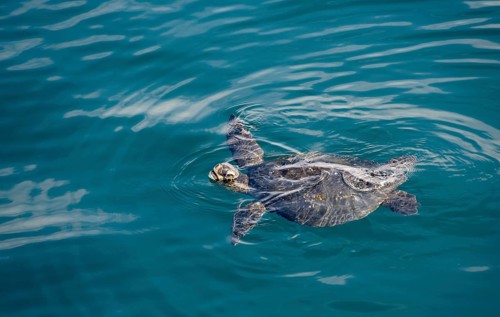 Galapagos green turtle (Chelonia agassizii