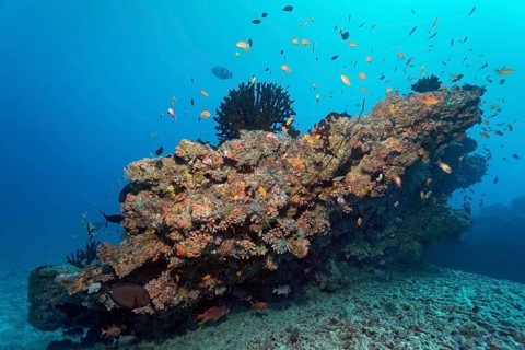 Small coral reef with Tubastrea micranthus sun coral (Tubastraea micranthus)