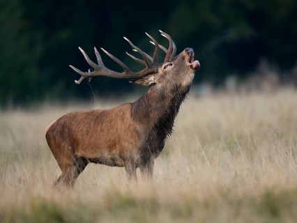 Red Deer (Cervus elaphus)