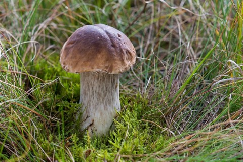Porcini Mushroom (Boletus edulis)