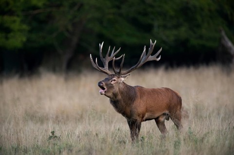 Red Deer (Cervus elaphus)