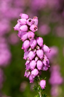 Heather-bell (Erica cinerea 'Rosi')