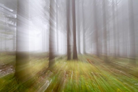 Impresssions of an autumnal forest