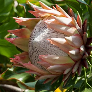 King Protea (Protea cynaroides)