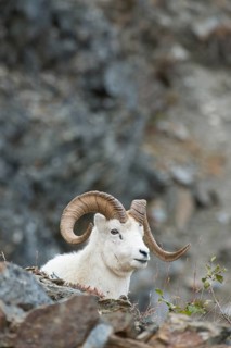 Dall Sheep (Ovis dalli)
