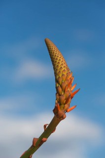 Aloe Vera (Aloe vera)