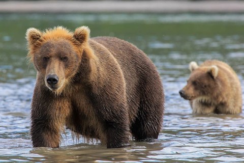 Brown bear (Ursus arctos)