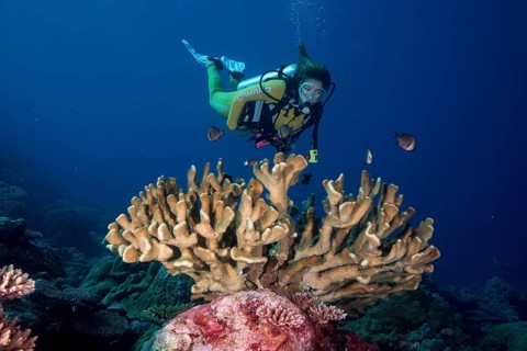 Diver looking at a Pore Coral (Montipora malampaya)