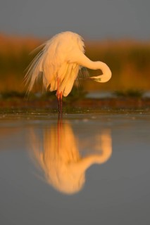 Great Egret (Ardea alba)