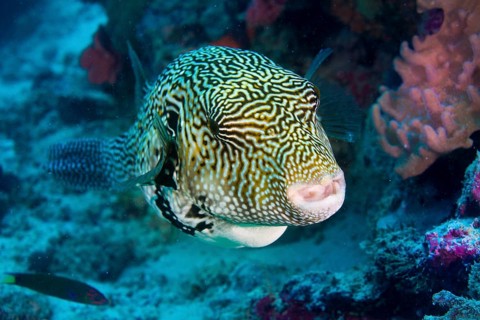 Map Puffer or Map Pufferfish (Arothron mappa)