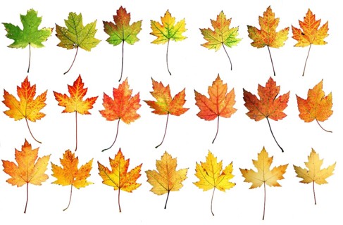 Autumn leaves