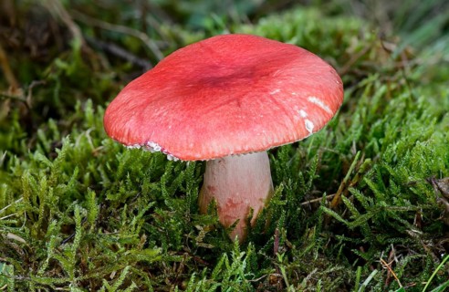 Bloody Brittlegill (Russula sanguinaria)