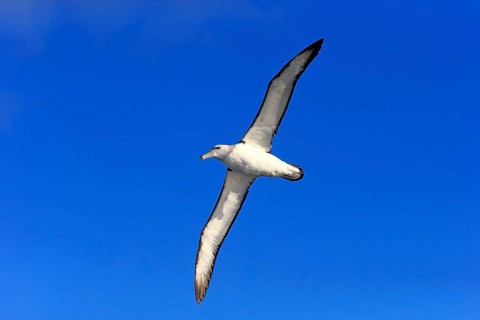 Shy albatross (Thalassarche cauta)