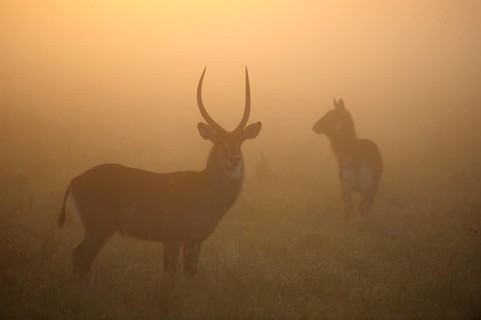 Waterbucks (Kobus ellipsiprymnus) in the morning mist
