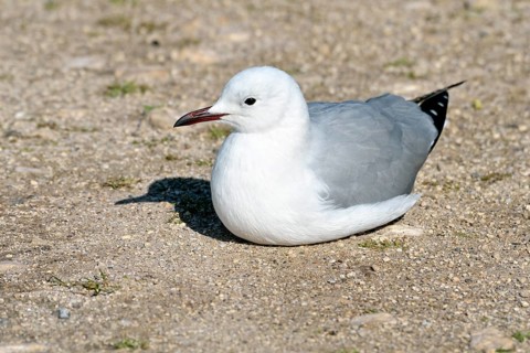 Hartlaub's Gull (Chroicocephalus hartlaubii)