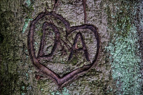Heart carved in tree