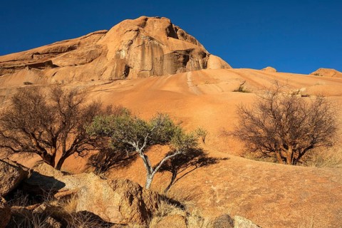 Blue-leaved corkwood (Commiphora glaucescens) and Shepherd's tree (Boscia albitrunca) within the rock formations of Spitzkoppe