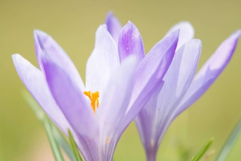 Purple crocuses (Crocus)