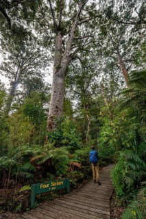Young man on hiking trail in Kauri Forest