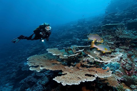 Divers looking at table coral (Acropora hyacinthus) with two Indian Ocean oriental sweetlipss (Plectorhinchus vittatus) at drop-off