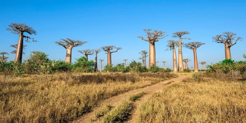 Avenue of the Baobabs