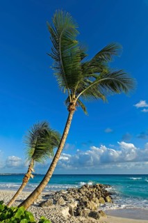 Palm trees on the beach