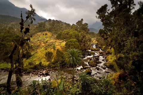 Afro-alpine vegetation in front of river in the Ruwenzori National Park