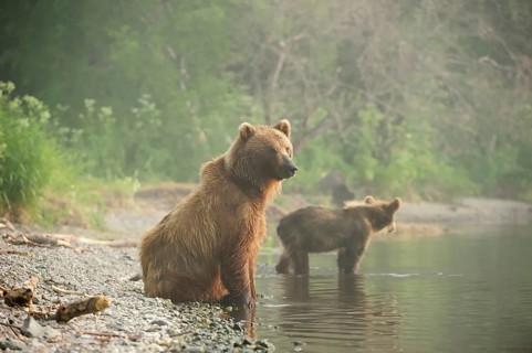 Brown Bears (Ursus arctos)