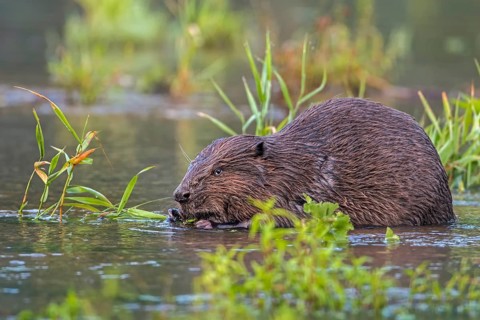 European Beaver (Castor fiber)