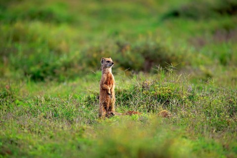 Yellow Mongoose (Cynictis penicillata)
