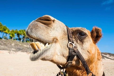 Close up of a camel prepared for tourists on Cable Beach