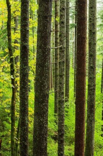 Forest in Columbia River Gorge