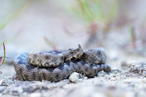 Horned Viper (Vipera ammodytes)
