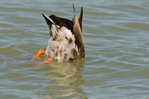 Mallard (Anas platyrhynchos)