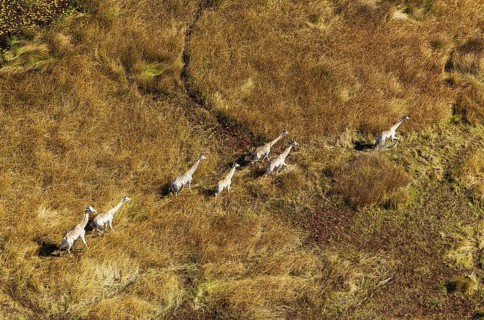 South African Giraffes (Giraffa camelopardalis giraffa)